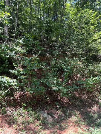 a view of a large yard with lots of bushes
