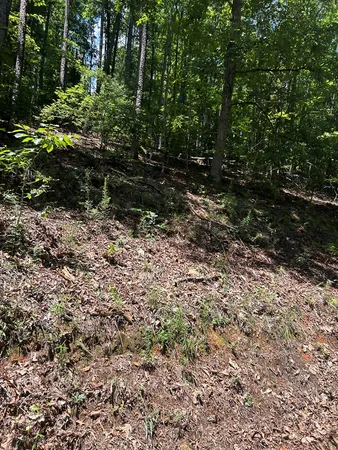a view of a yard with plants and large trees