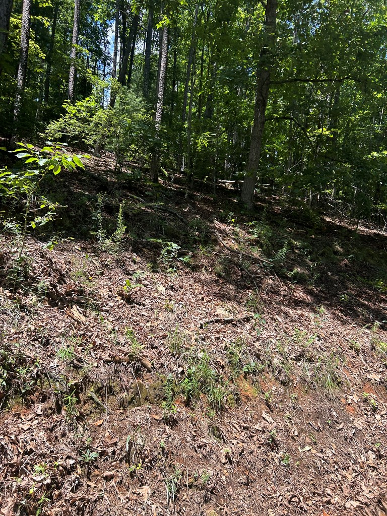 0 Skyview Acres Drive Murphy, NC 28906 - Photo 3 of 3 a view of a yard with plants and large trees