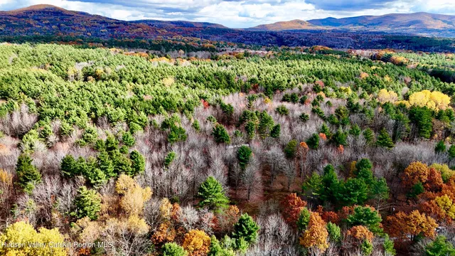a view of a yard with plants and large trees