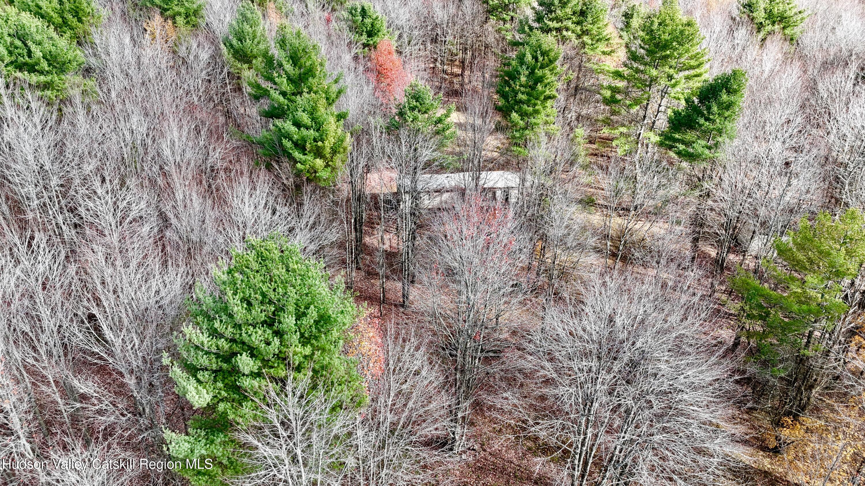 238 Buel Road Gilboa, NY 12076 - Photo 12 of 13 a view of a yard with plants and large trees