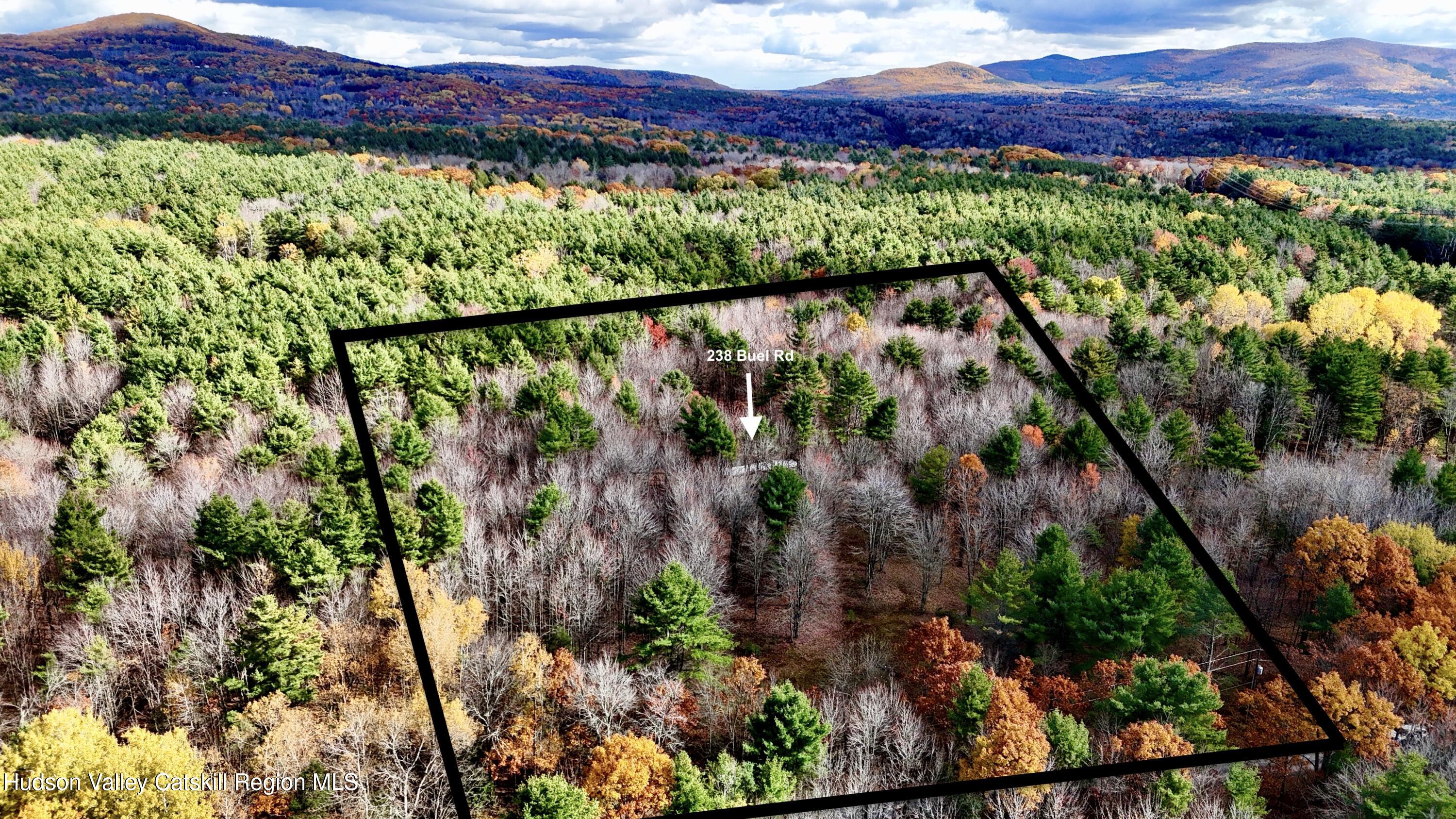 238 Buel Road Gilboa, NY 12076 - Photo 4 of 13 a view of a lot of trees and flowers