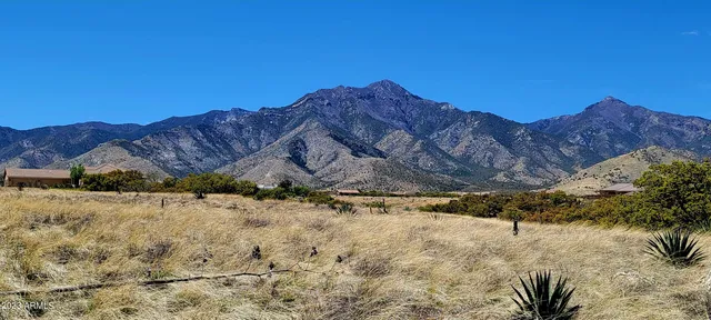 a view of a backyard with a large tree