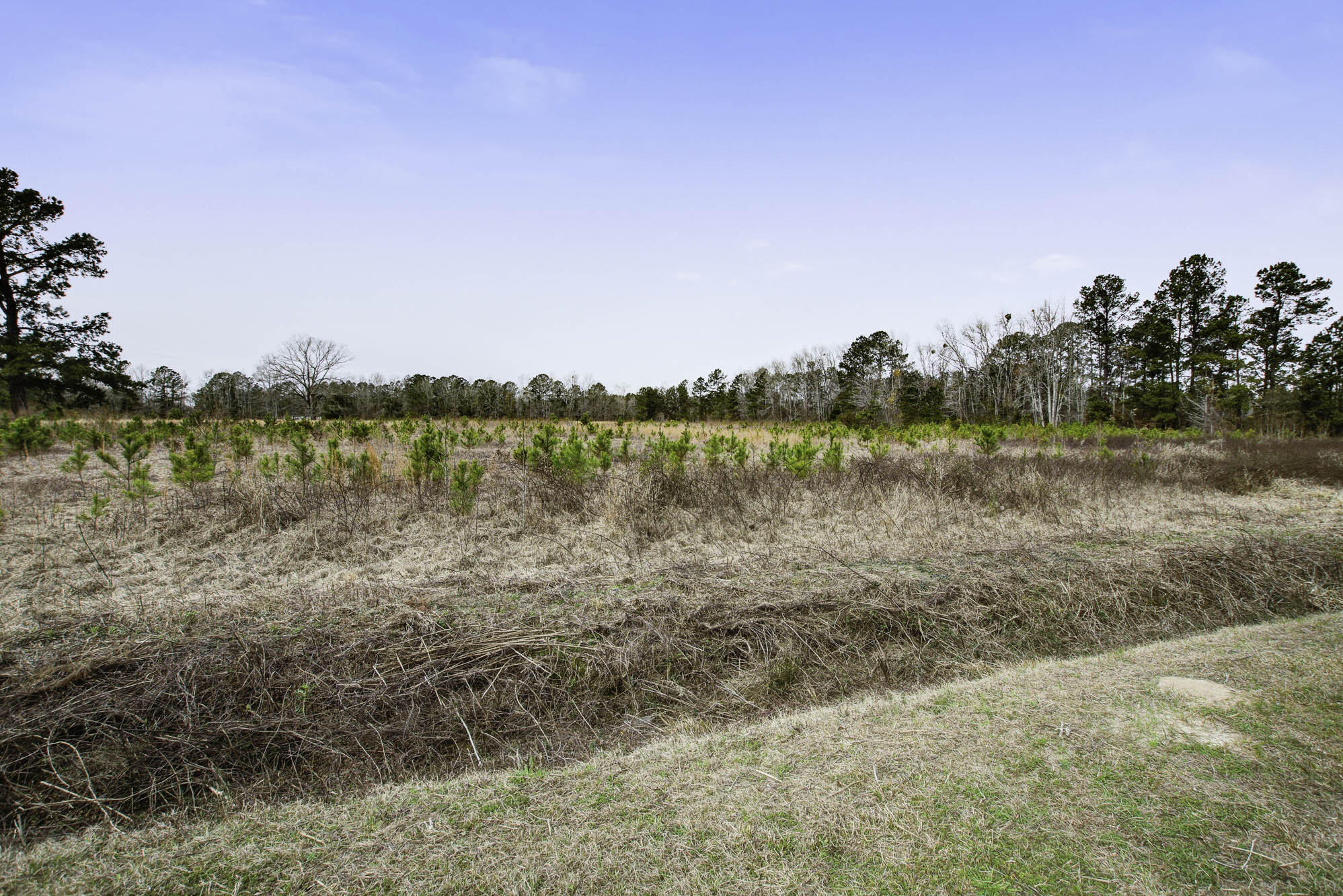 0 Burr Hill Road Cottageville, SC 29435 - Photo 8 of 8 Lot 1 (8)
