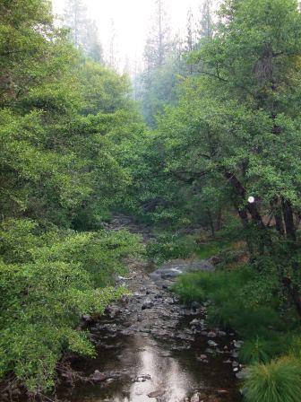 112 Duncan Ranch Road Hayfork, CA 96041 - Photo 13 of 20 a view of a lush green forest with lots of trees