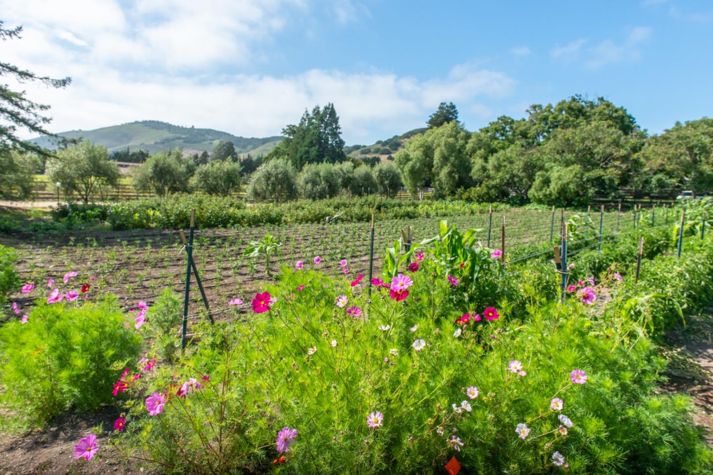 8990 West Carmel Valley Road Carmel Valley, CA 93923 - Photo 38 of 50 a view of a lush green field with lots of flower in it