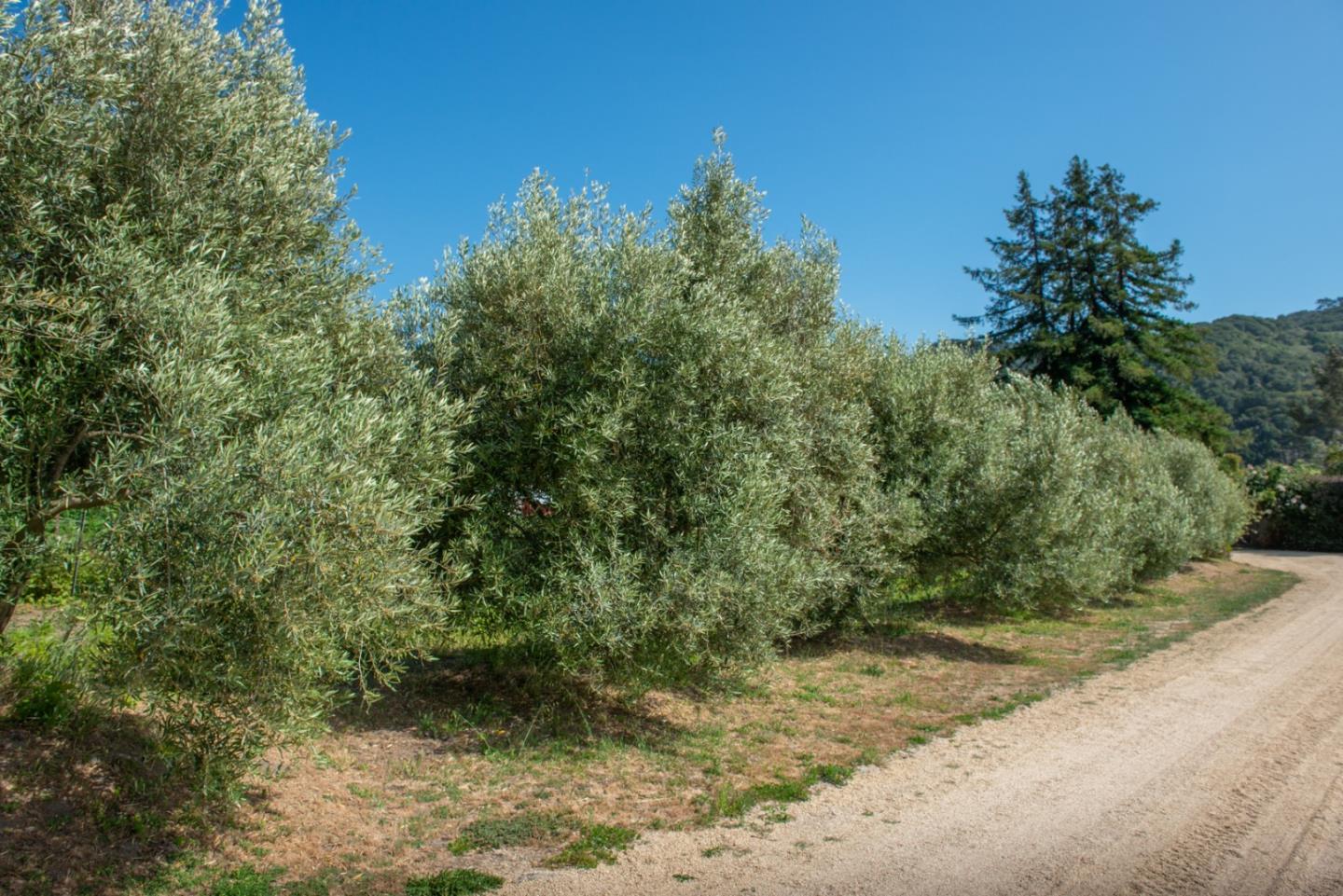 8990 West Carmel Valley Road Carmel Valley, CA 93923 - Photo 39 of 50 a view of a yard with a tree