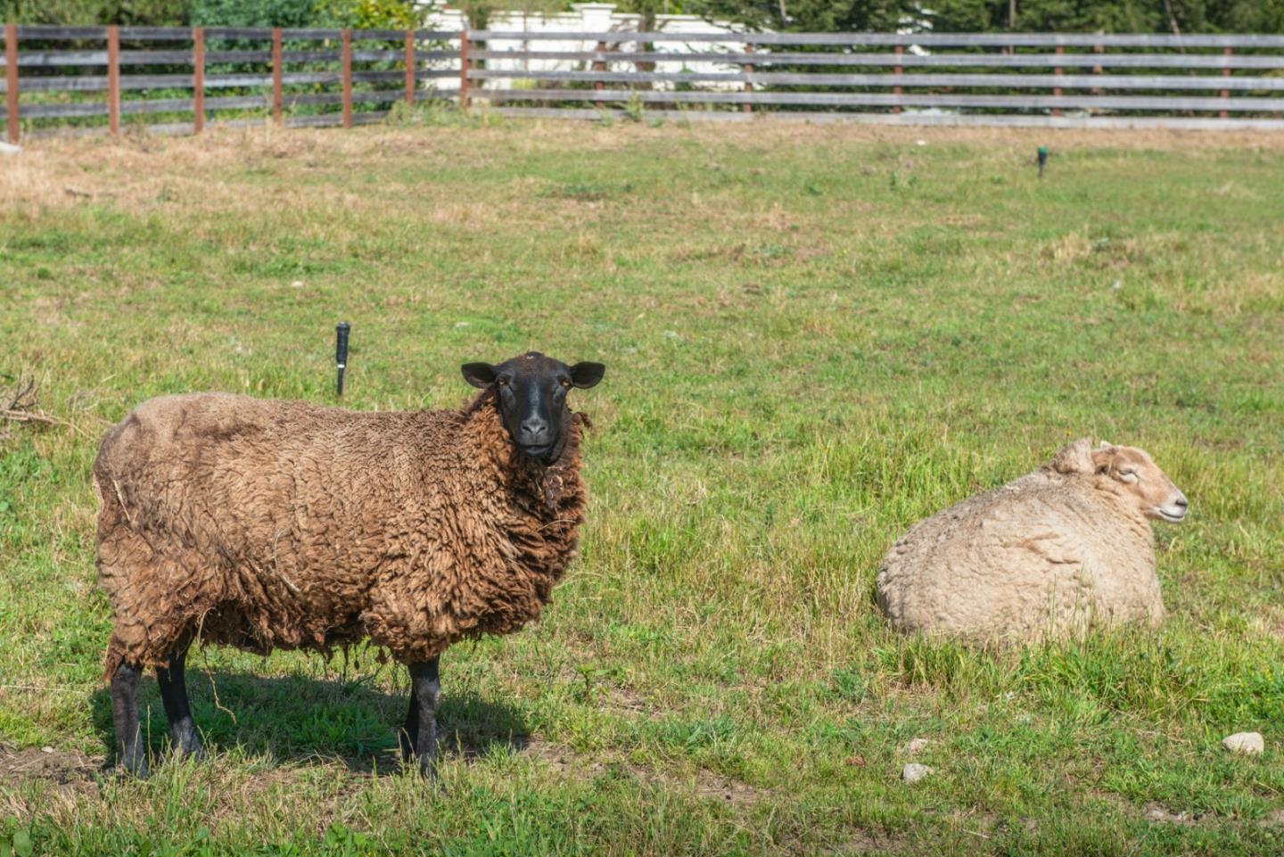 8990 West Carmel Valley Road Carmel Valley, CA 93923 - Photo 47 of 50 a view of a lake from a yard