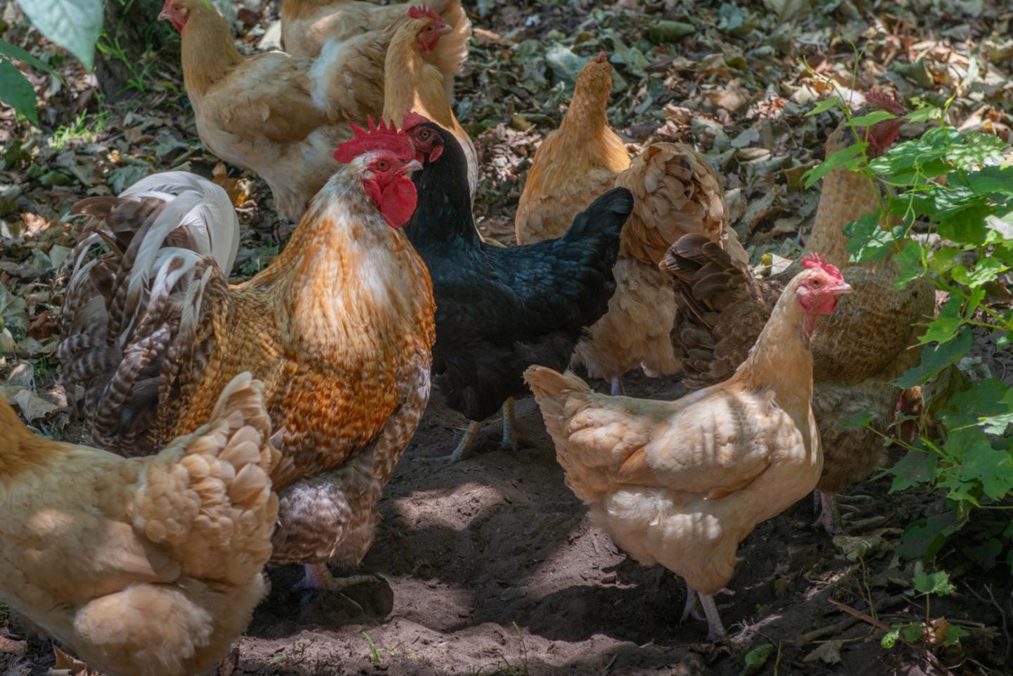 8990 West Carmel Valley Road Carmel Valley, CA 93923 - Photo 48 of 50