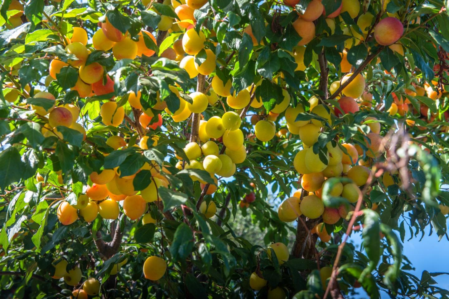8990 West Carmel Valley Road Carmel Valley, CA 93923 - Photo 49 of 50 a view of a tree