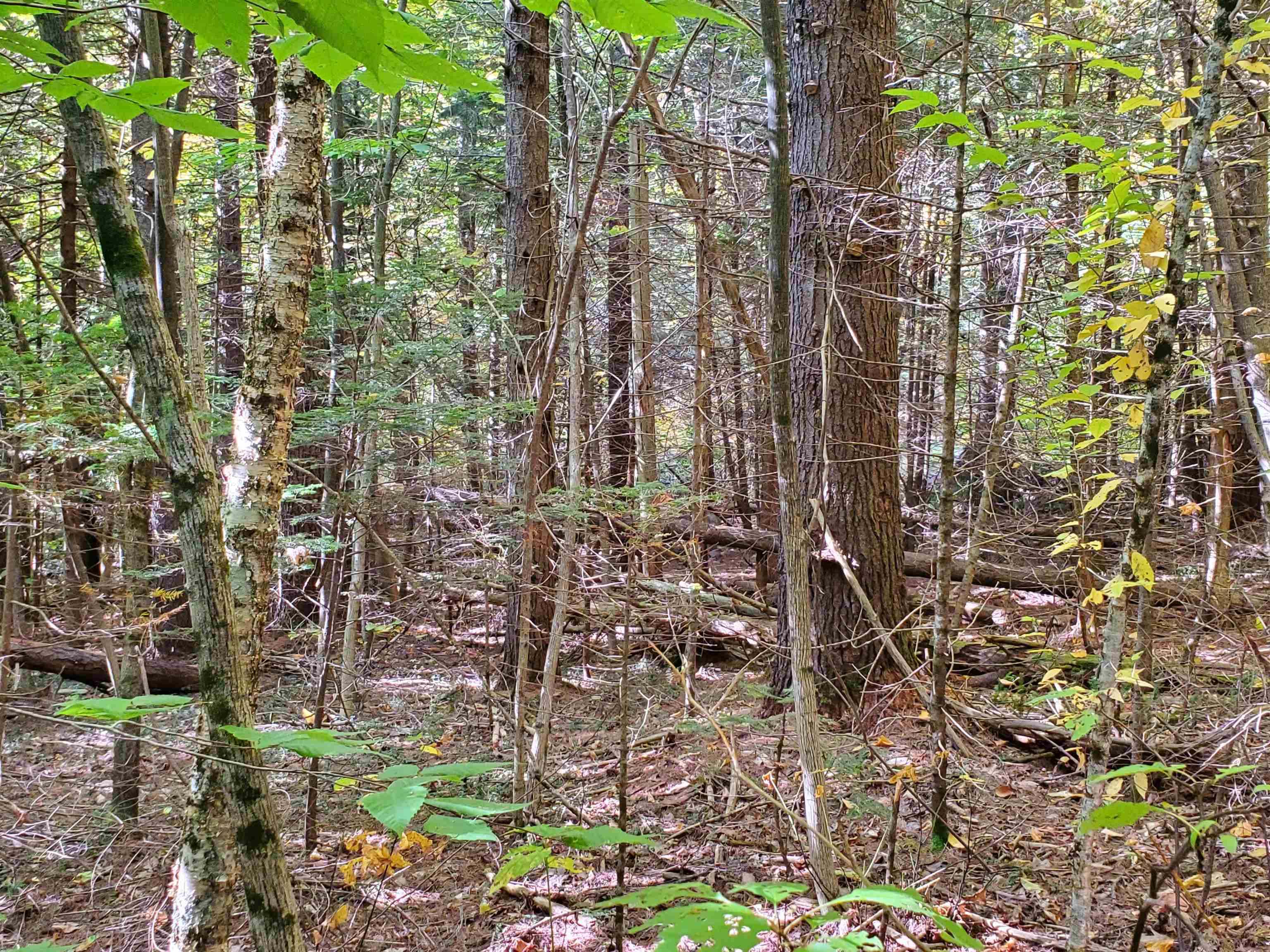 23 Millbrook Road Grafton, NH 03240 - Photo 6 of 9