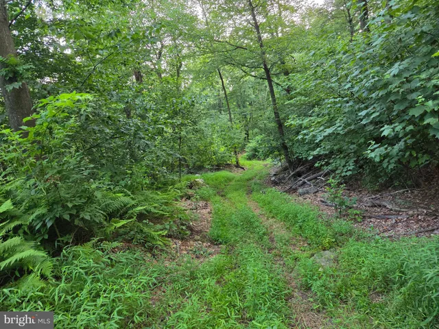 a view of a bunch of trees