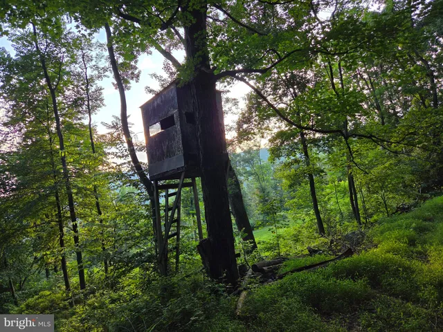 a view of a big yard with plants and large trees