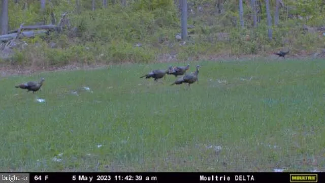 a view of a garden with large trees