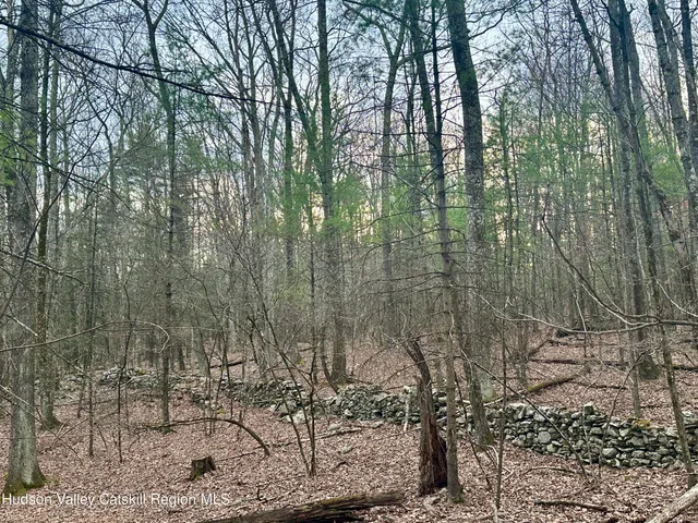 a view of a forest filled with trees