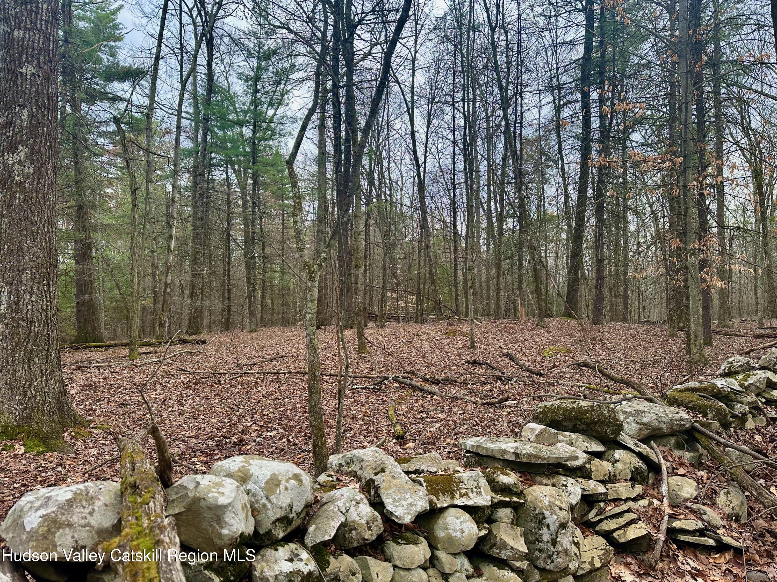 44 Cliff Road Accord, NY 12404 - Photo 12 of 19 a view of a forest filled with trees