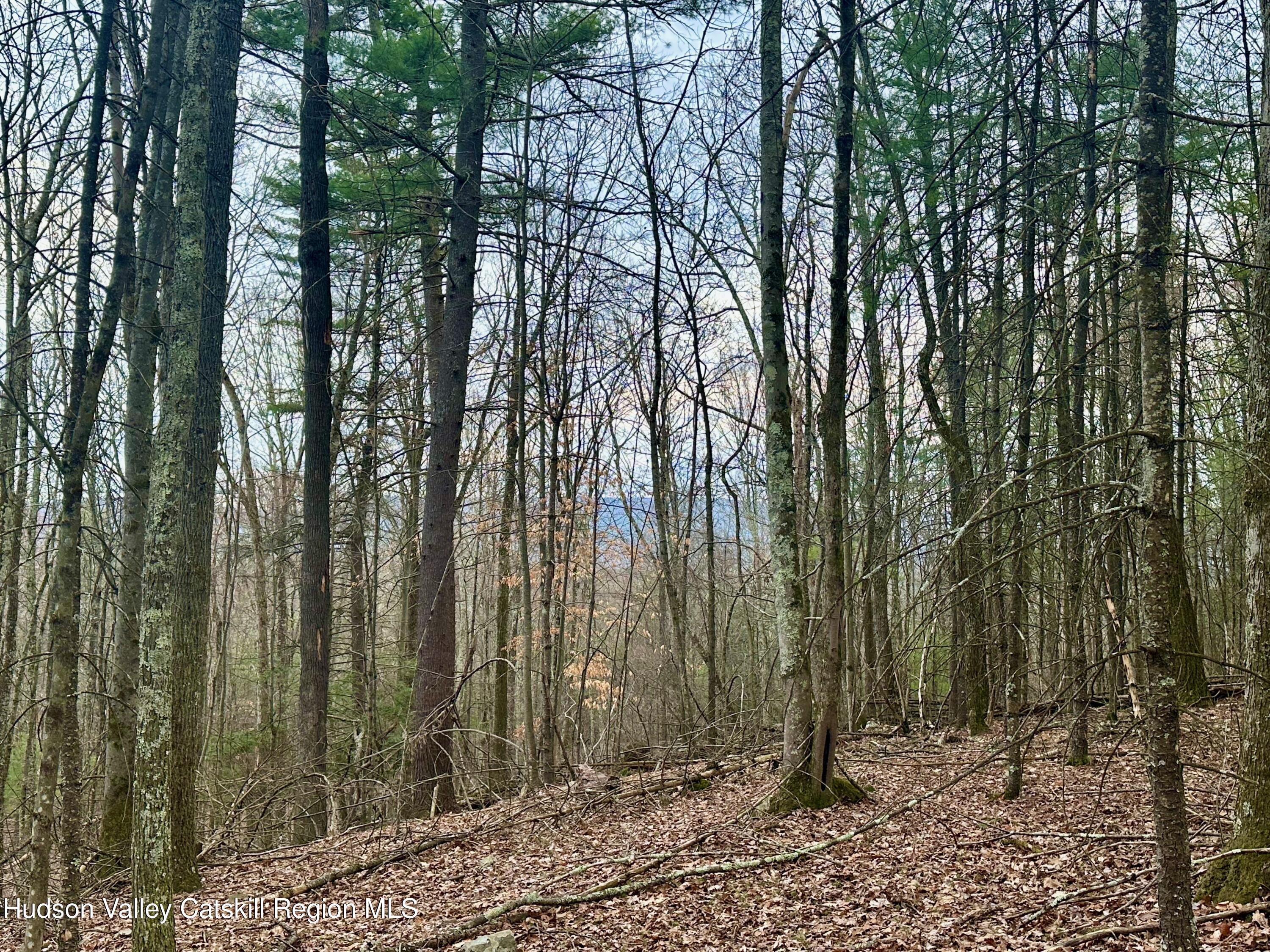 44 Cliff Road Accord, NY 12404 - Photo 13 of 19 a view of forest