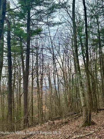 a view of a forest with trees in the background