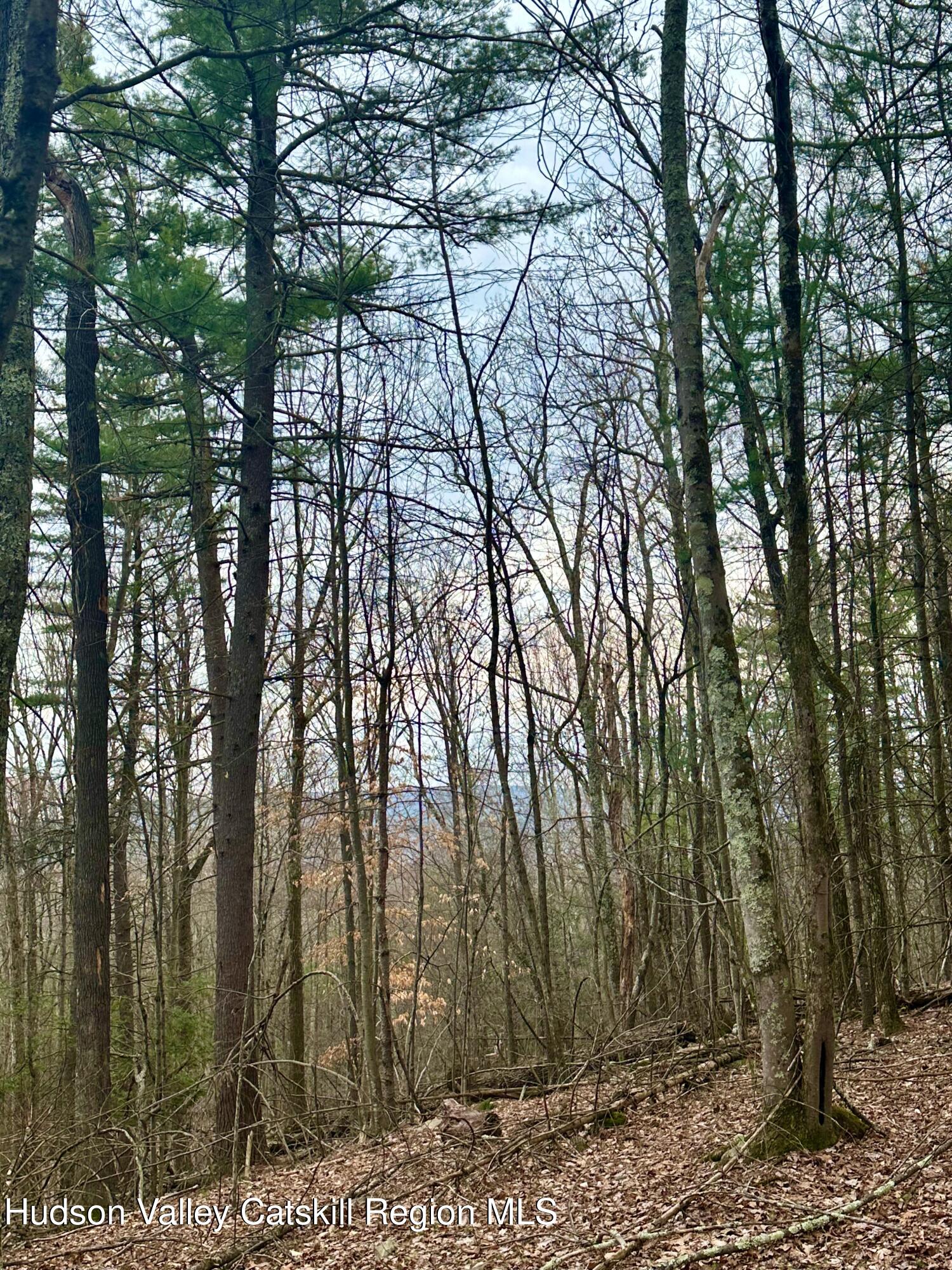 44 Cliff Road Accord, NY 12404 - Photo 14 of 19 a view of forest