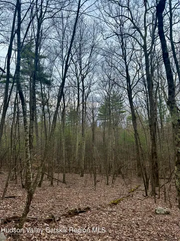 a view of a forest with trees