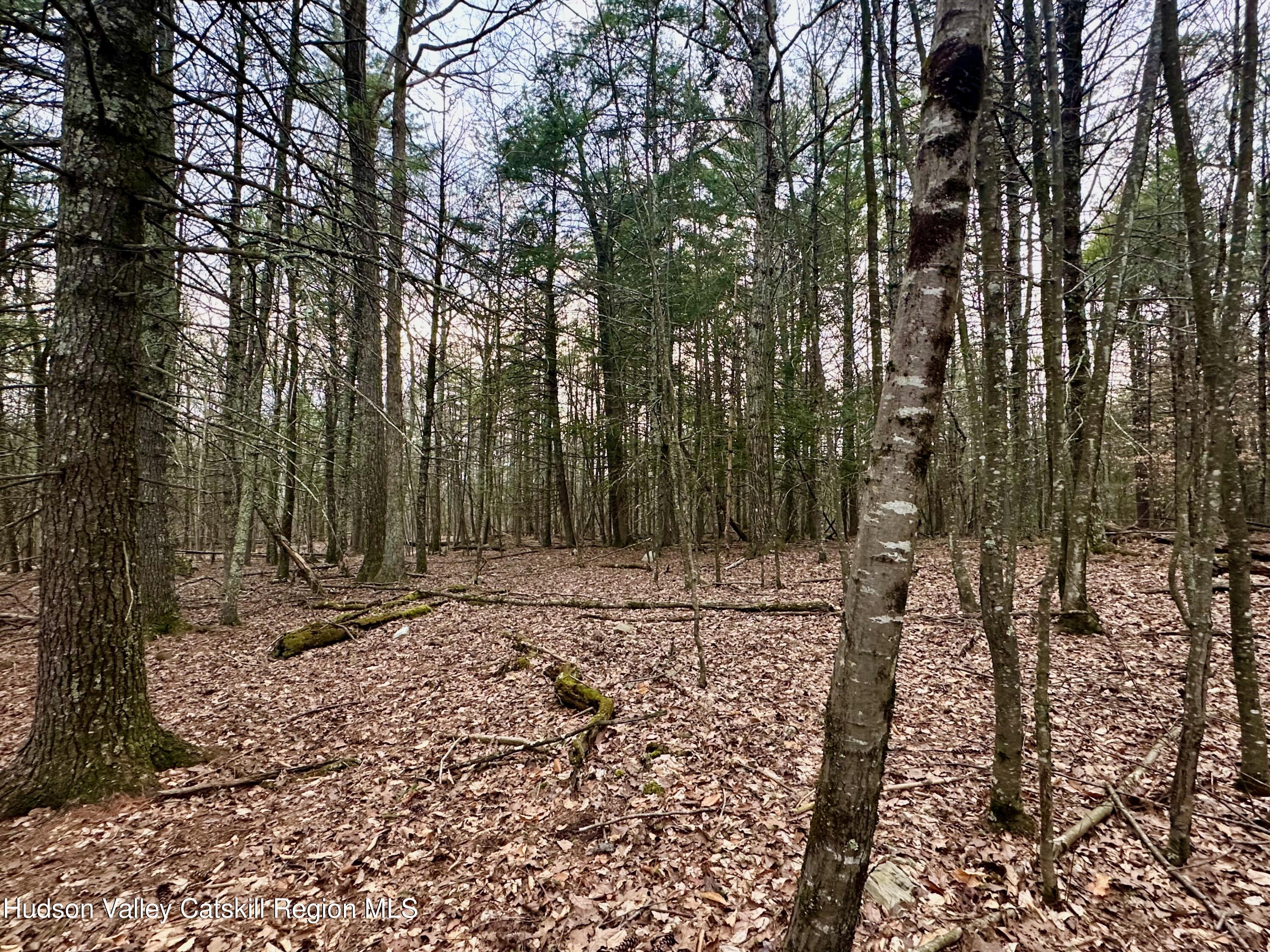 44 Cliff Road Accord, NY 12404 - Photo 16 of 19 a view of a forest with trees