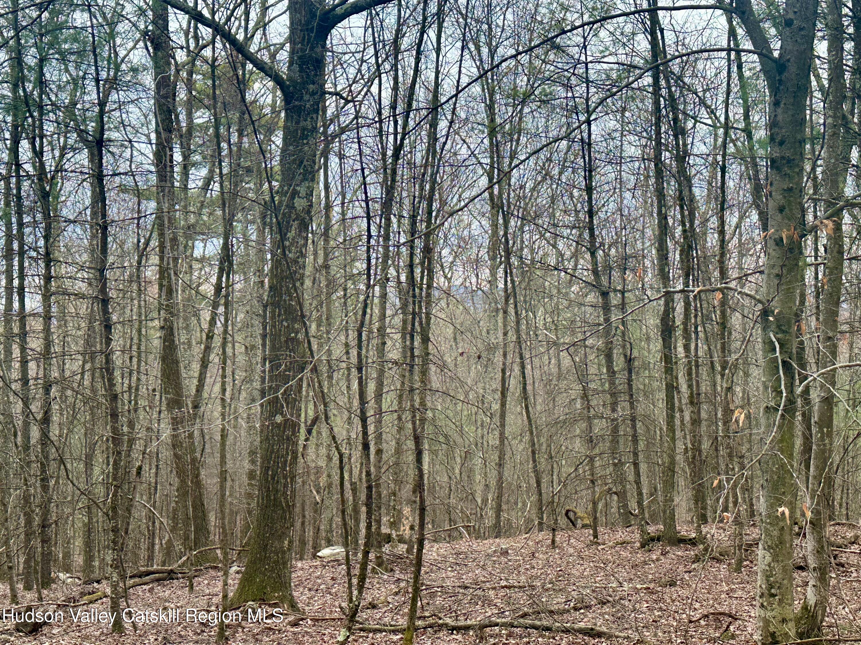 44 Cliff Road Accord, NY 12404 - Photo 17 of 19 a view of a forest