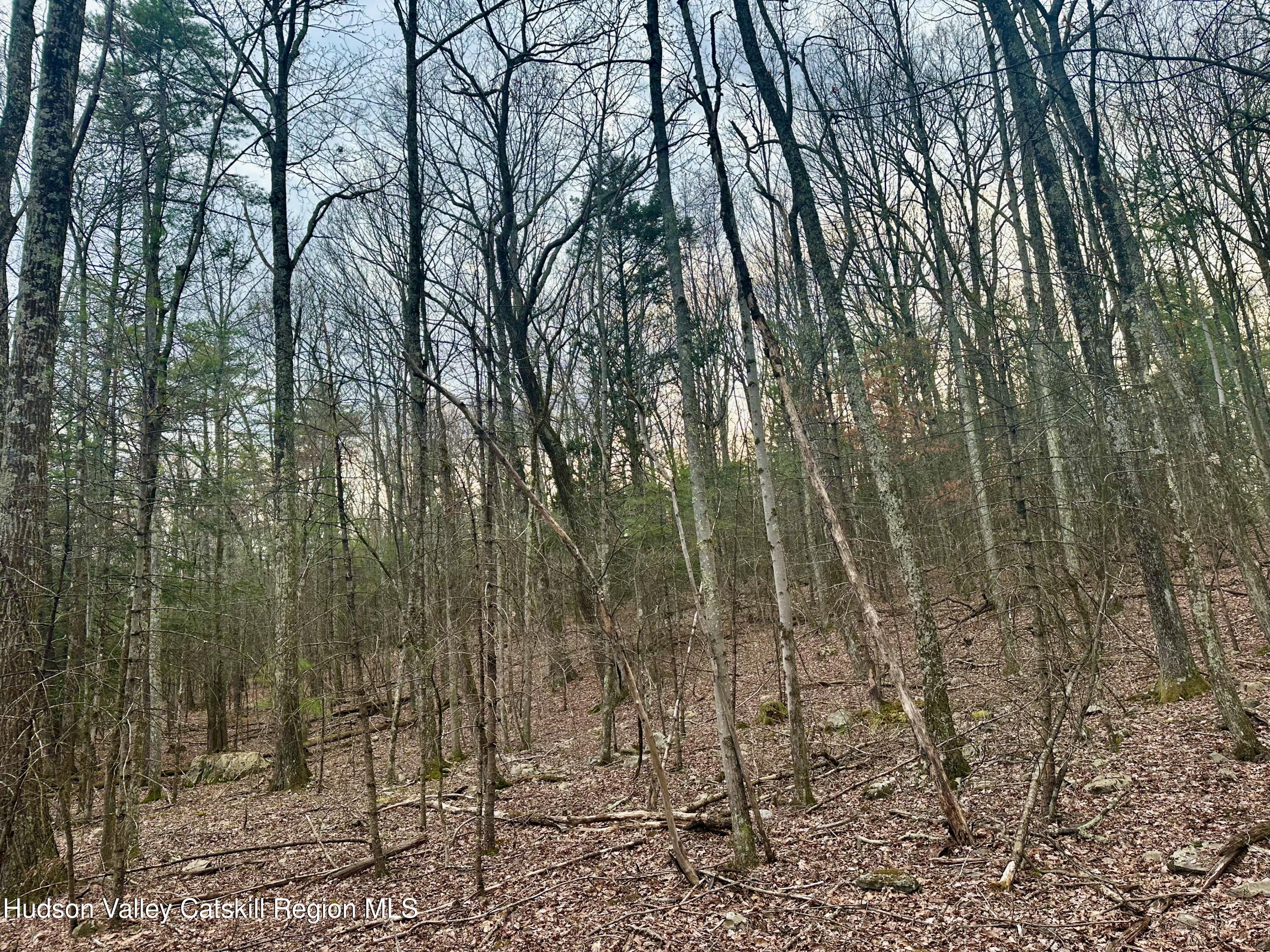 44 Cliff Road Accord, NY 12404 - Photo 18 of 19 a view of a forest