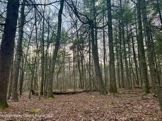 a view of a backyard with trees