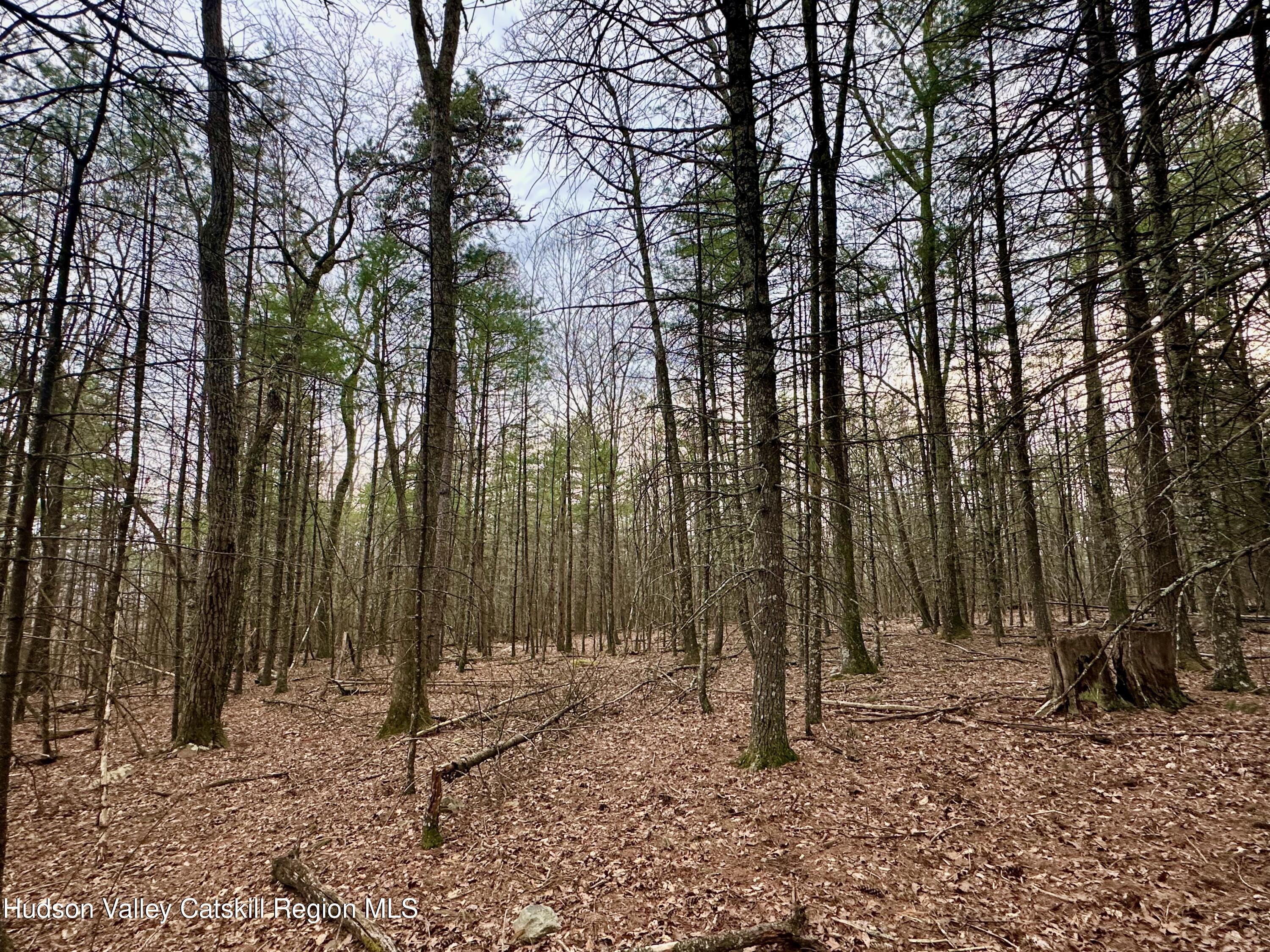 44 Cliff Road Accord, NY 12404 - Photo 3 of 19 a backyard of a house with lots of trees