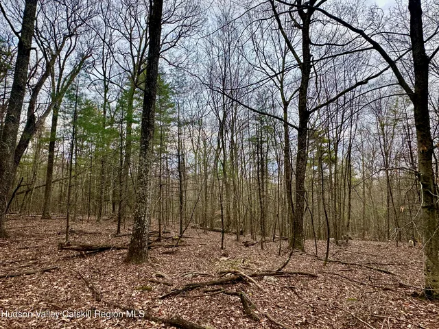 a view of a backyard with large trees