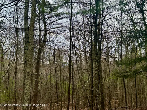 a view of forest