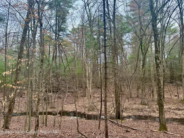 a view of a forest filled with trees
