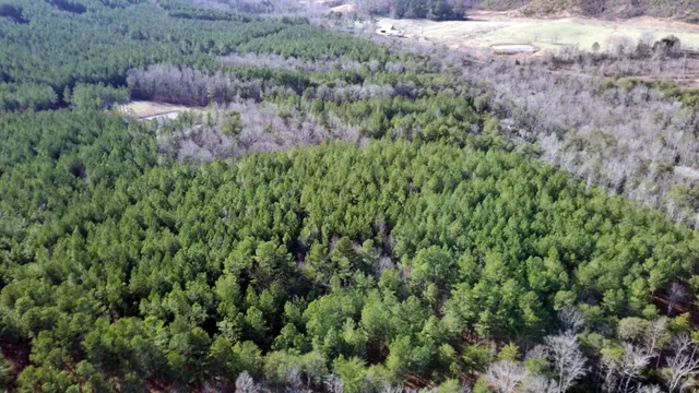 a view of a forest with a tree