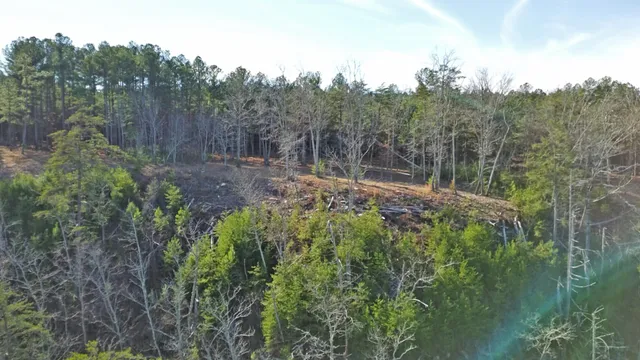 a view of a city with lush green forest