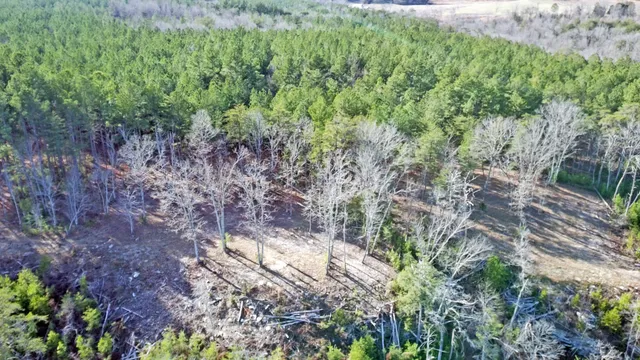 a view of a forest that has a tree