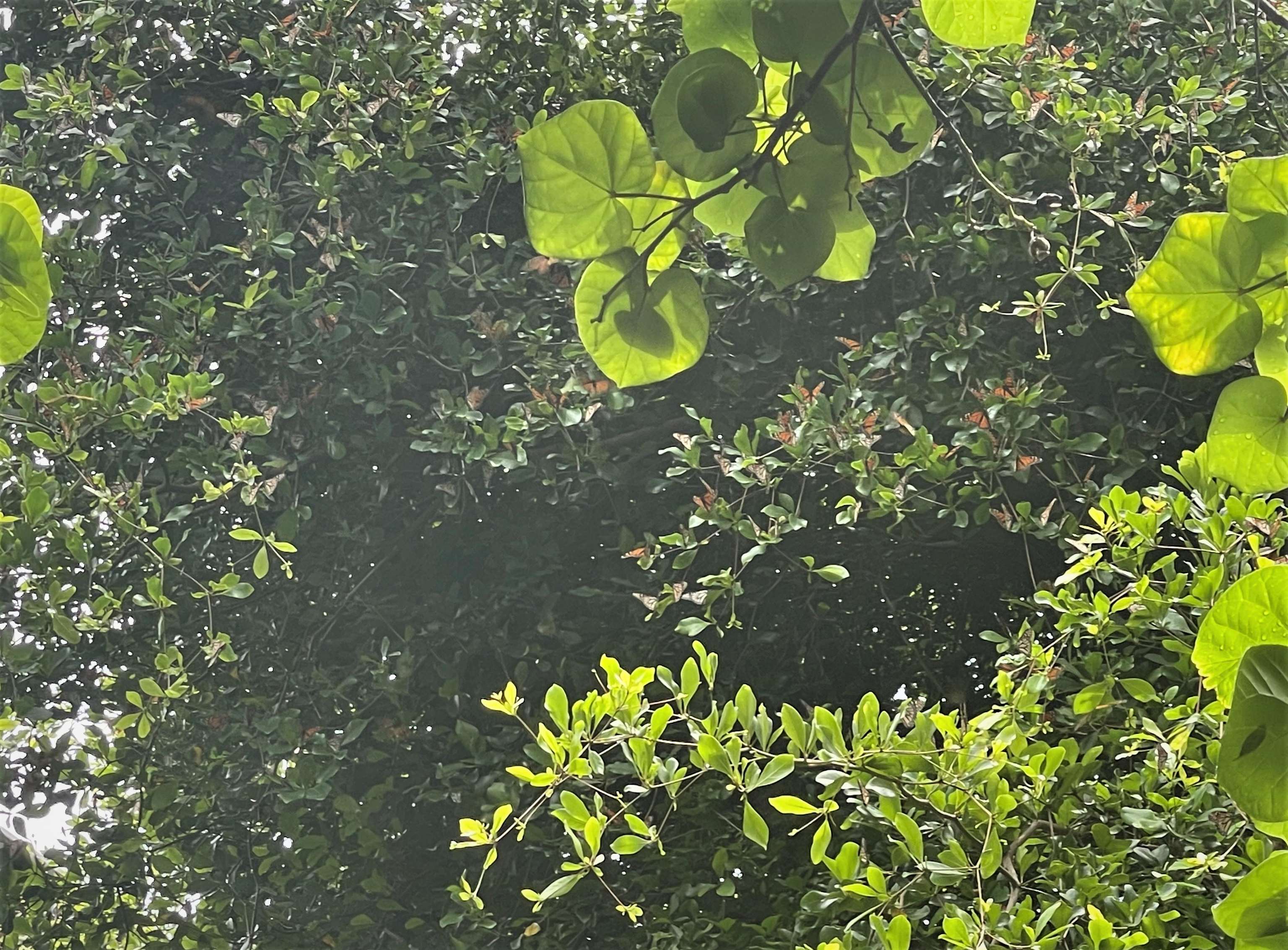 3050 Lower Kula Road Kula, HI 96790 - Photo 13 of 23 a picture of a tree with a plant