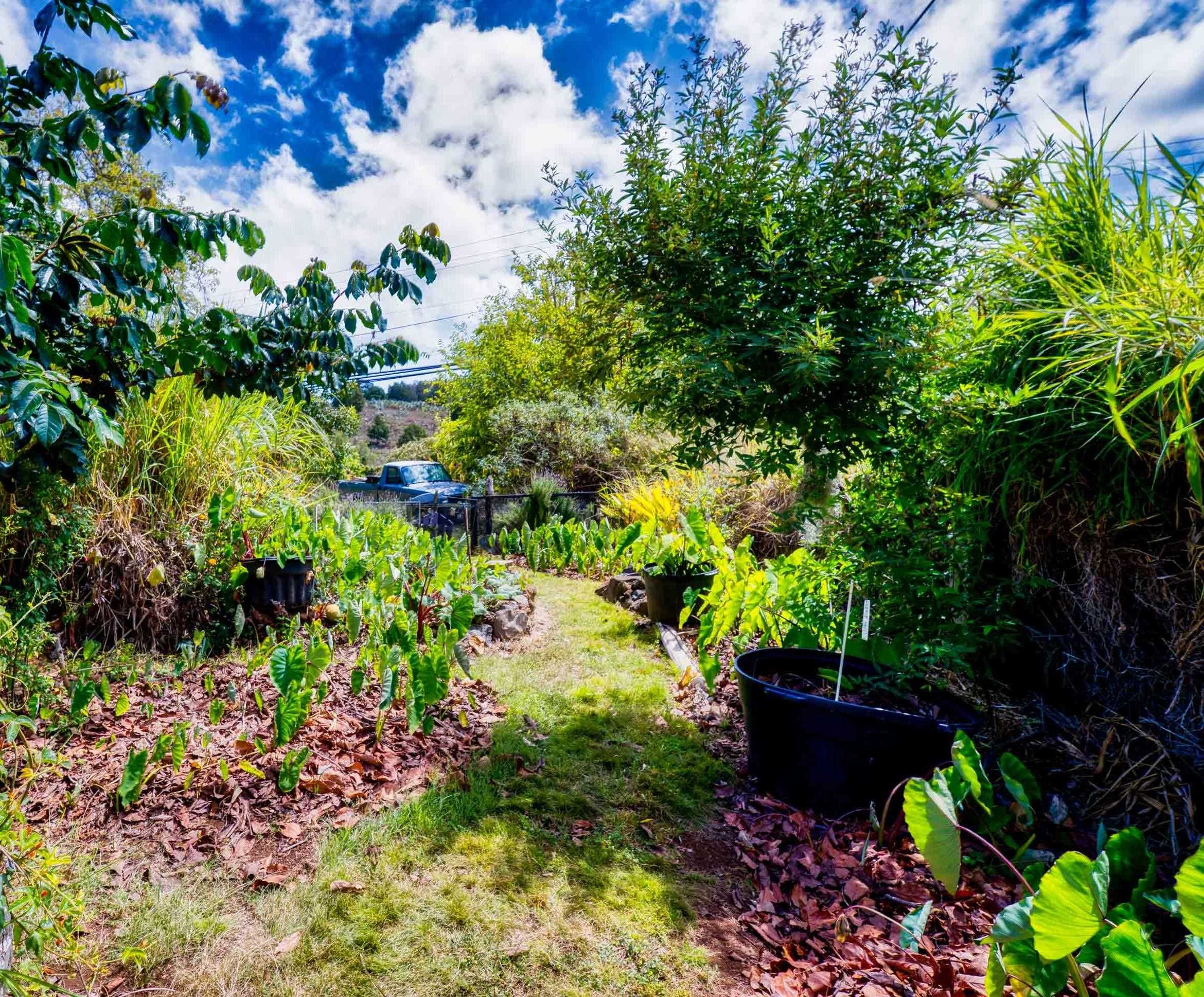 3050 Lower Kula Road Kula, HI 96790 - Photo 10 of 23 a picture of flowers