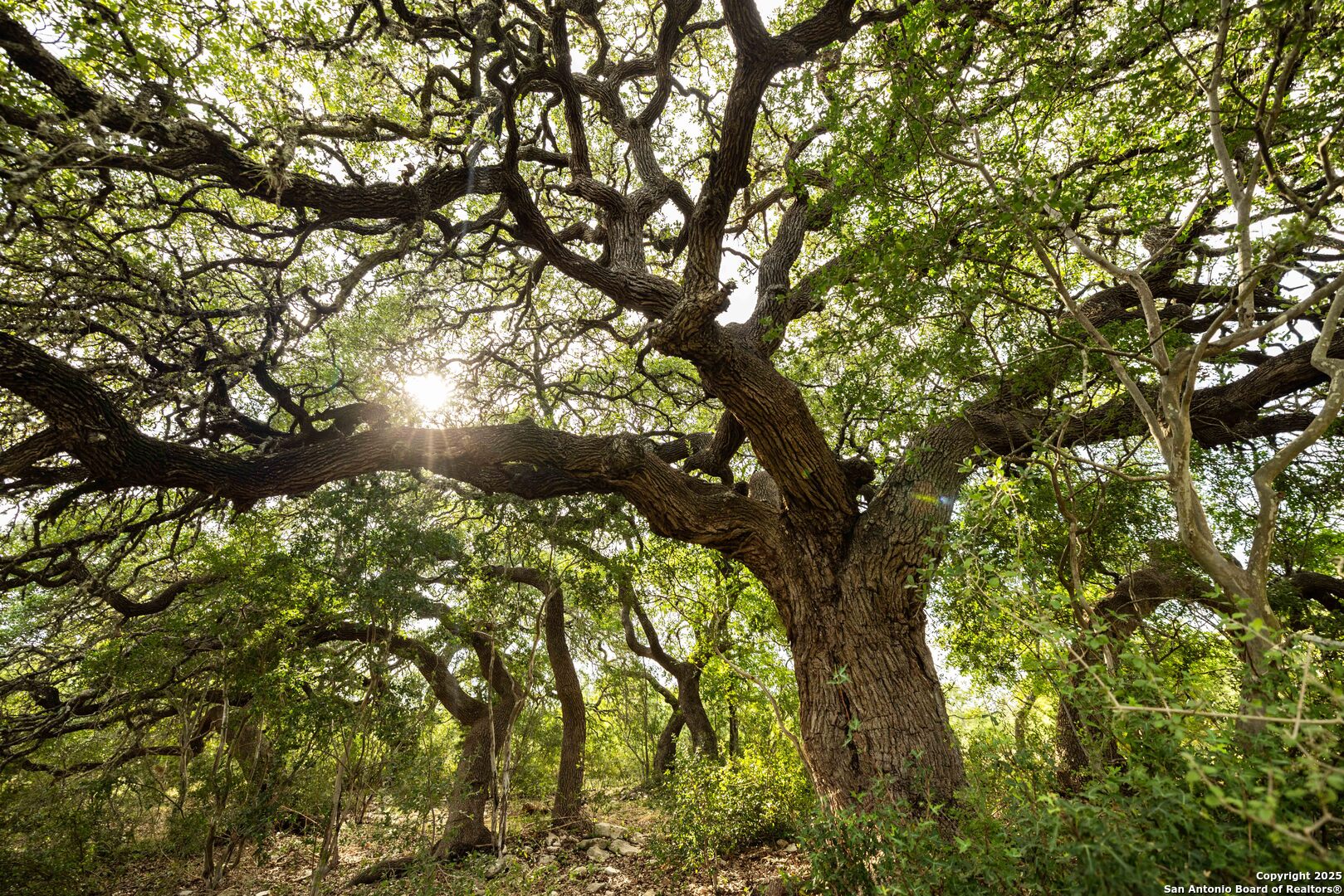 362 Coneflower Drive Spring Branch, TX 78070 - Photo 49 of 50