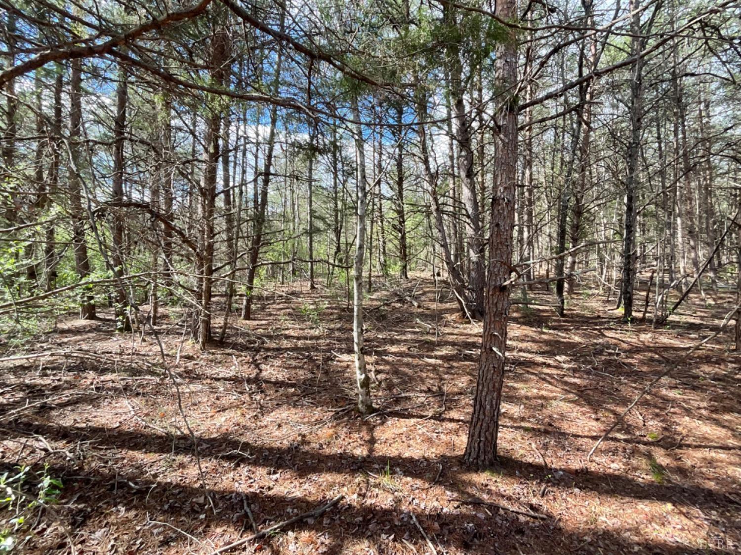 2 Falling Creek Road Bedford, VA 24523 - Photo 5 of 7 Lot 2 Wooded Area