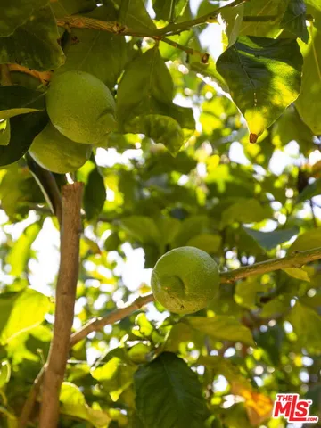 a view of a tree with plants