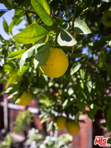 a view of a tree with a tree