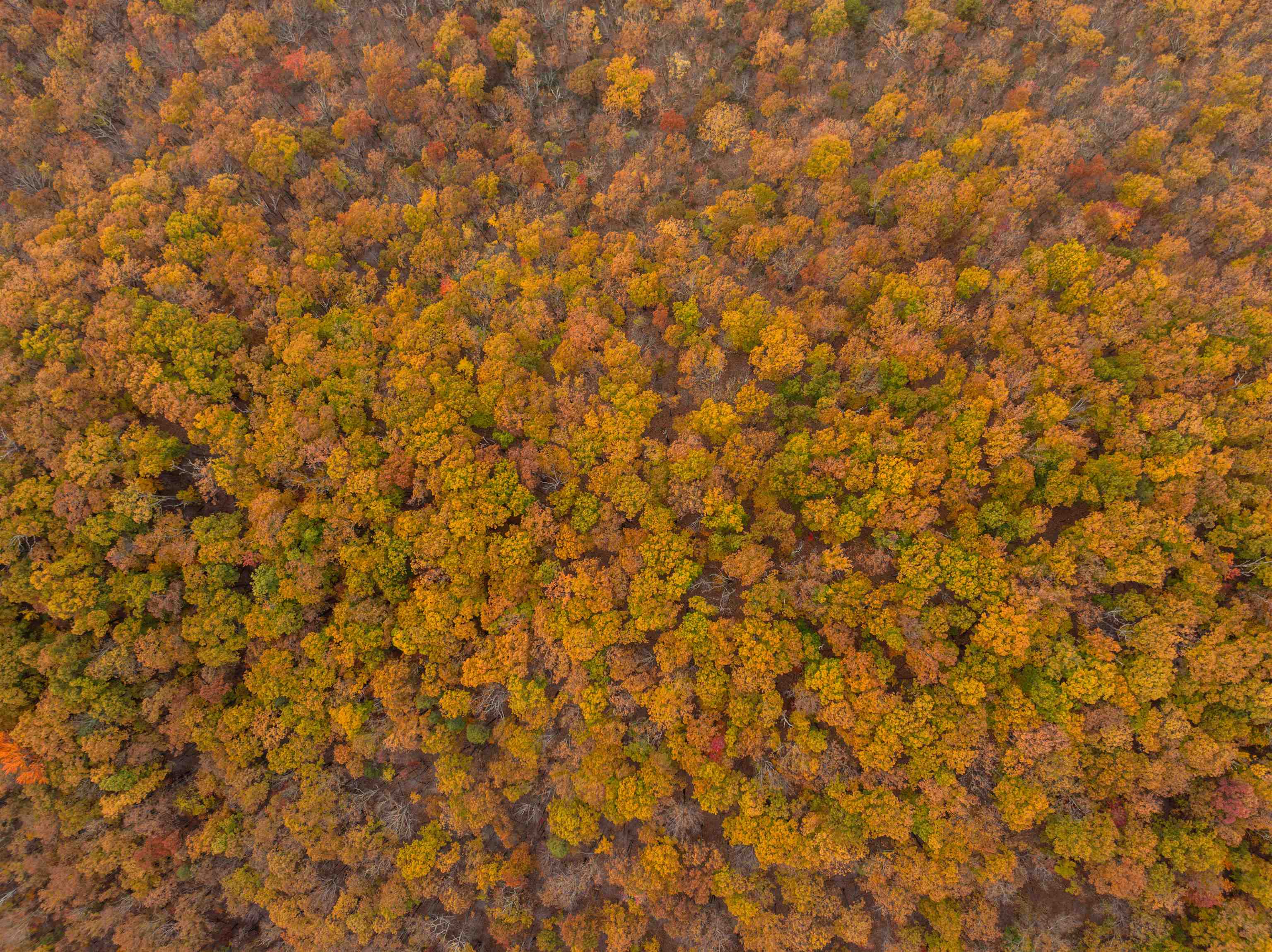 Tbd Inch Run Lane Lyndhurst, VA 22952 - Photo 30 of 57