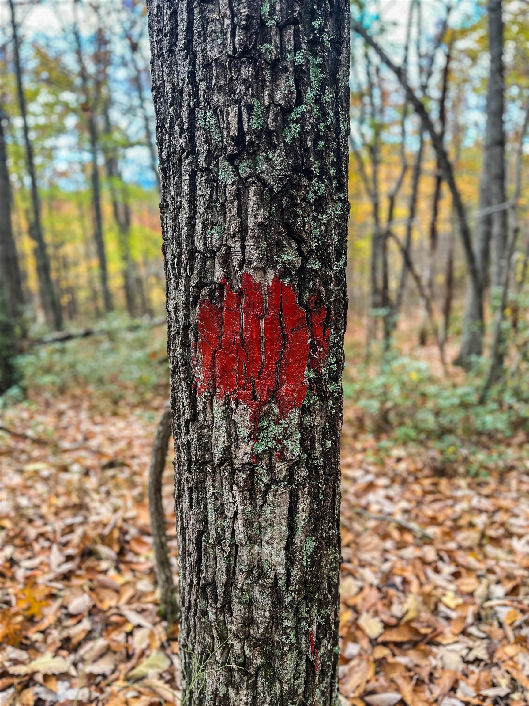 Tbd Inch Run Lane Lyndhurst, VA 22952 - Photo 31 of 57 close up of a yard