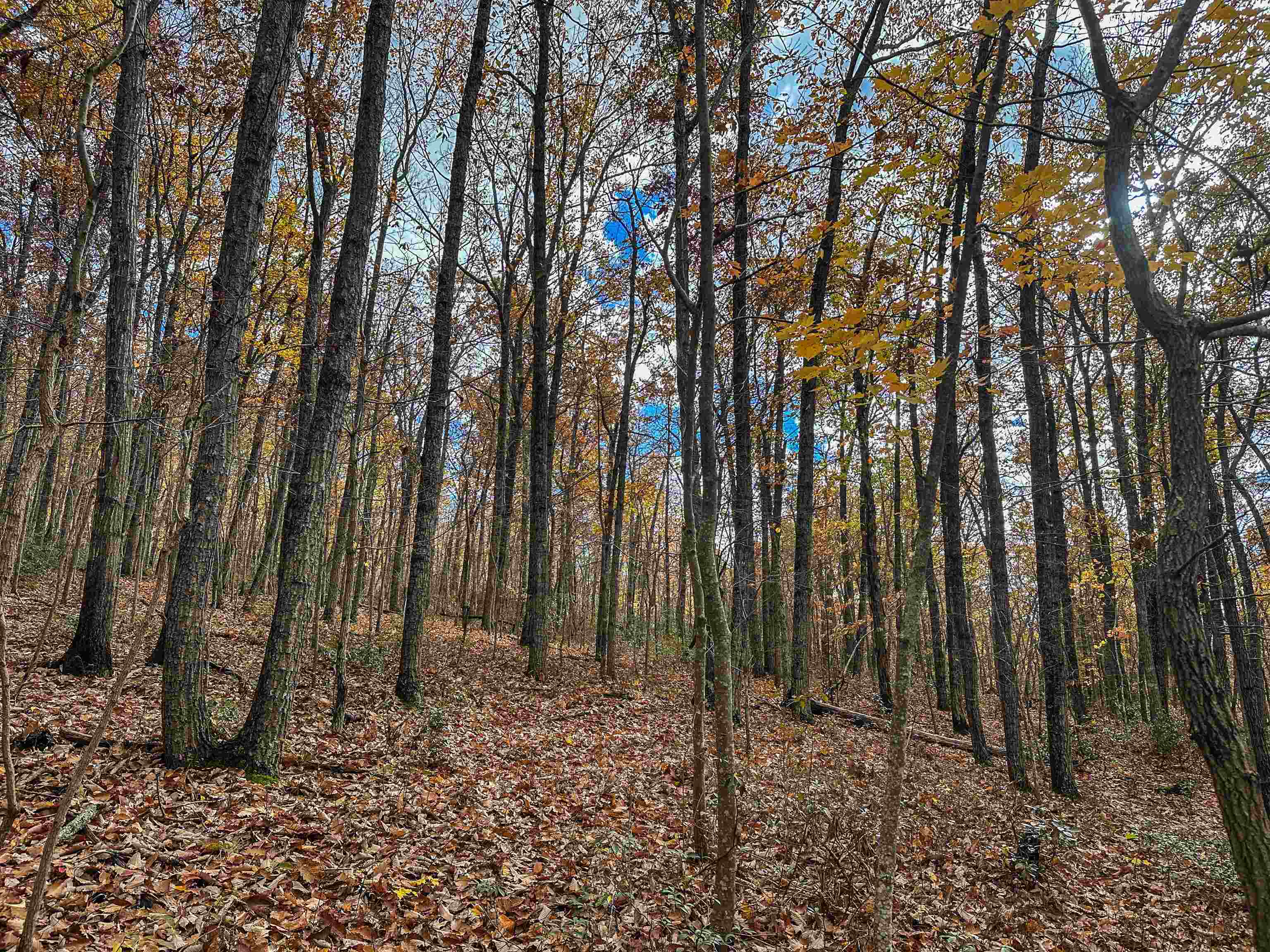 Tbd Inch Run Lane Lyndhurst, VA 22952 - Photo 33 of 57 a backyard of a house with lots of trees