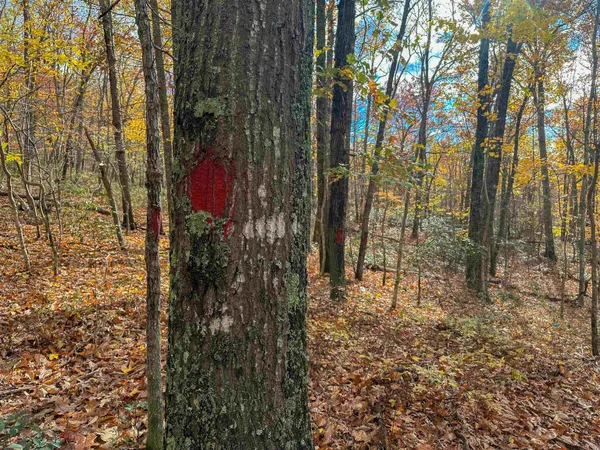 a view of an outdoor space with a tree