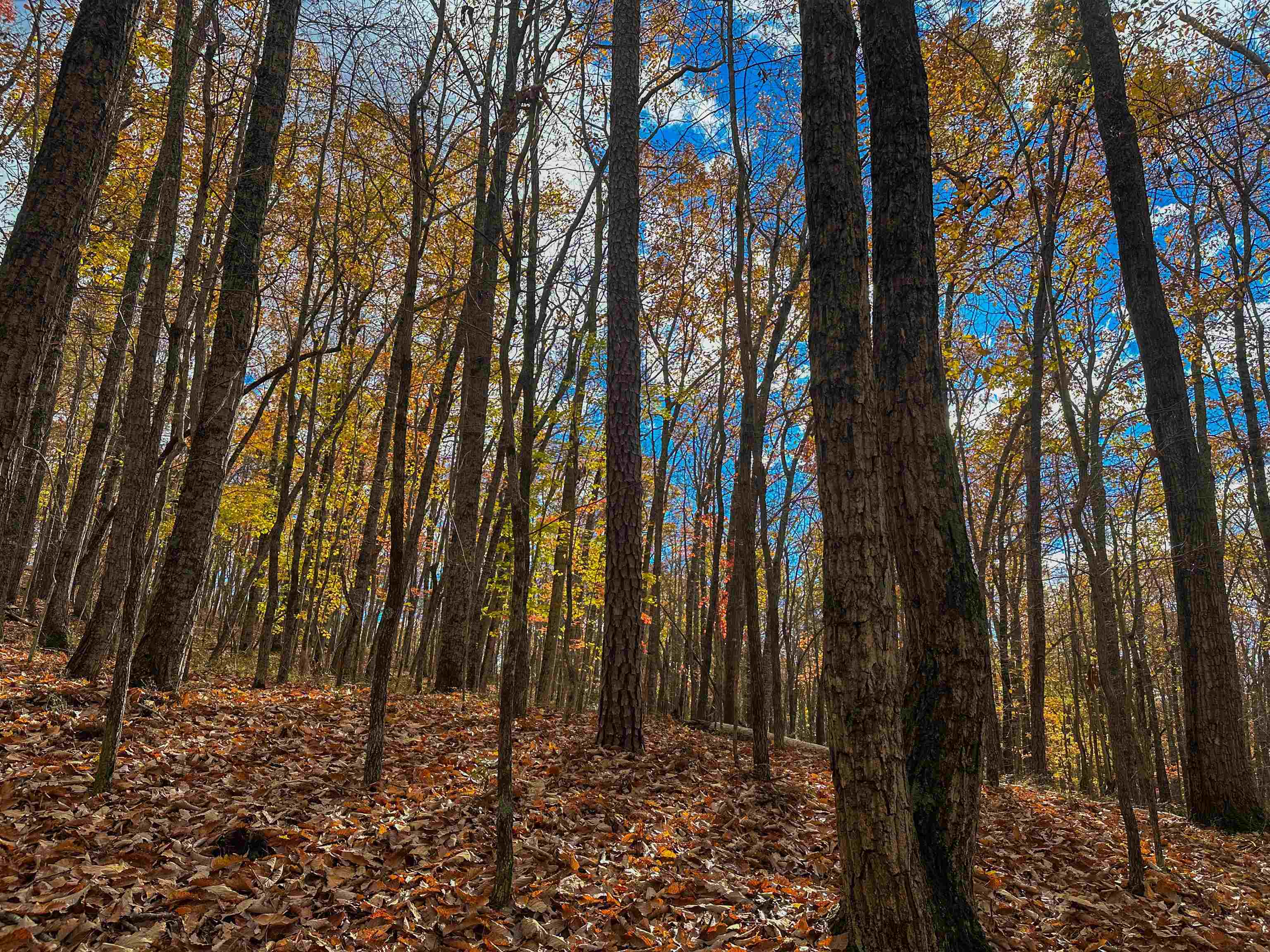 Tbd Inch Run Lane Lyndhurst, VA 22952 - Photo 36 of 57 a view of outdoor space with lots of trees