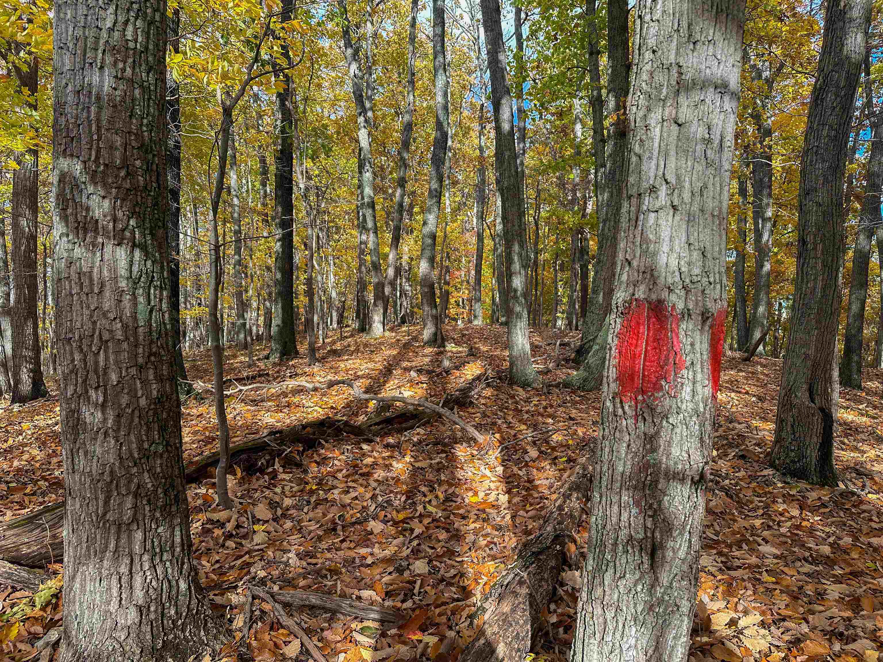 Tbd Inch Run Lane Lyndhurst, VA 22952 - Photo 37 of 57 a view of pathway with tree