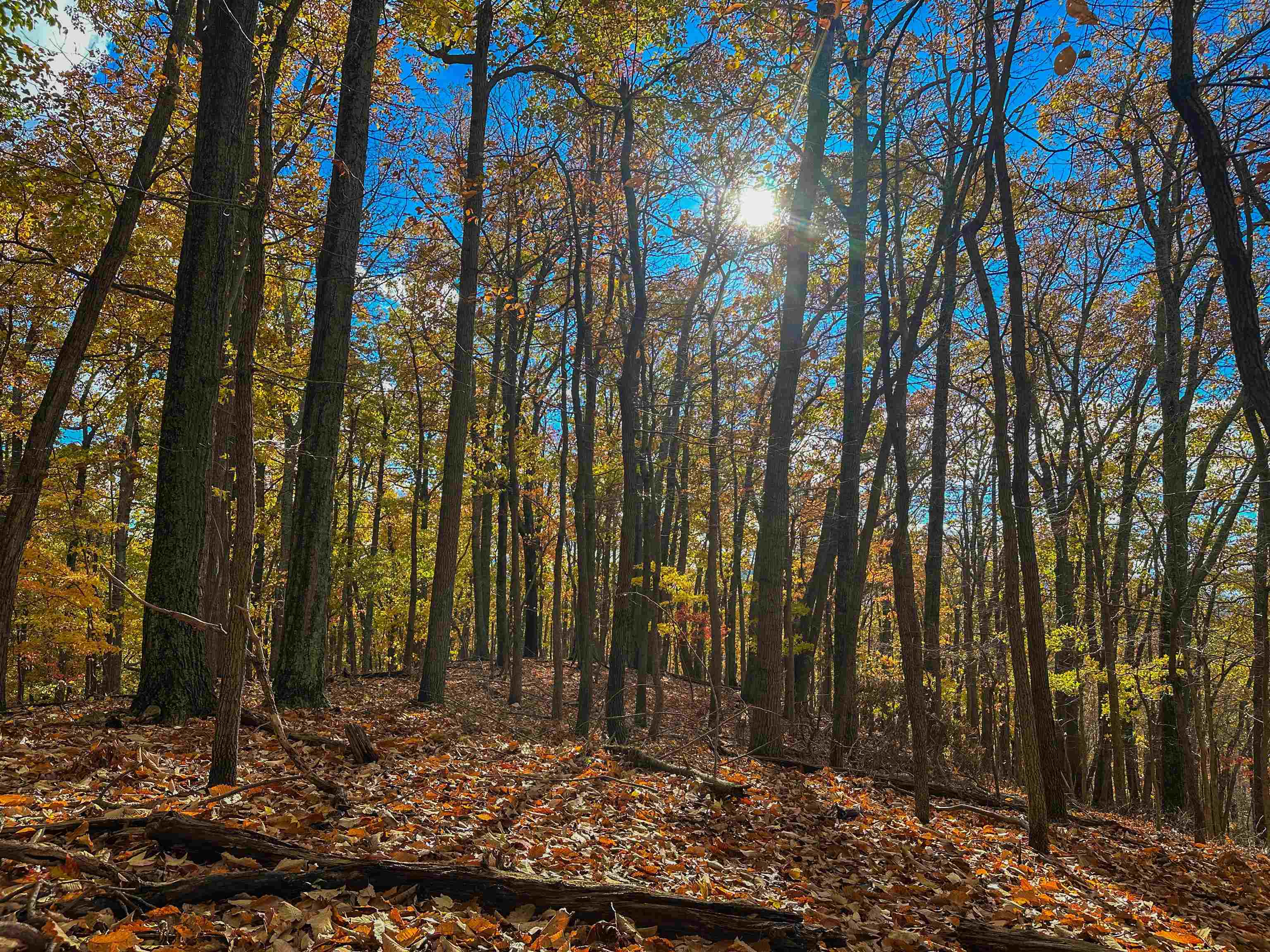 Tbd Inch Run Lane Lyndhurst, VA 22952 - Photo 39 of 57 a view of backyard with green space