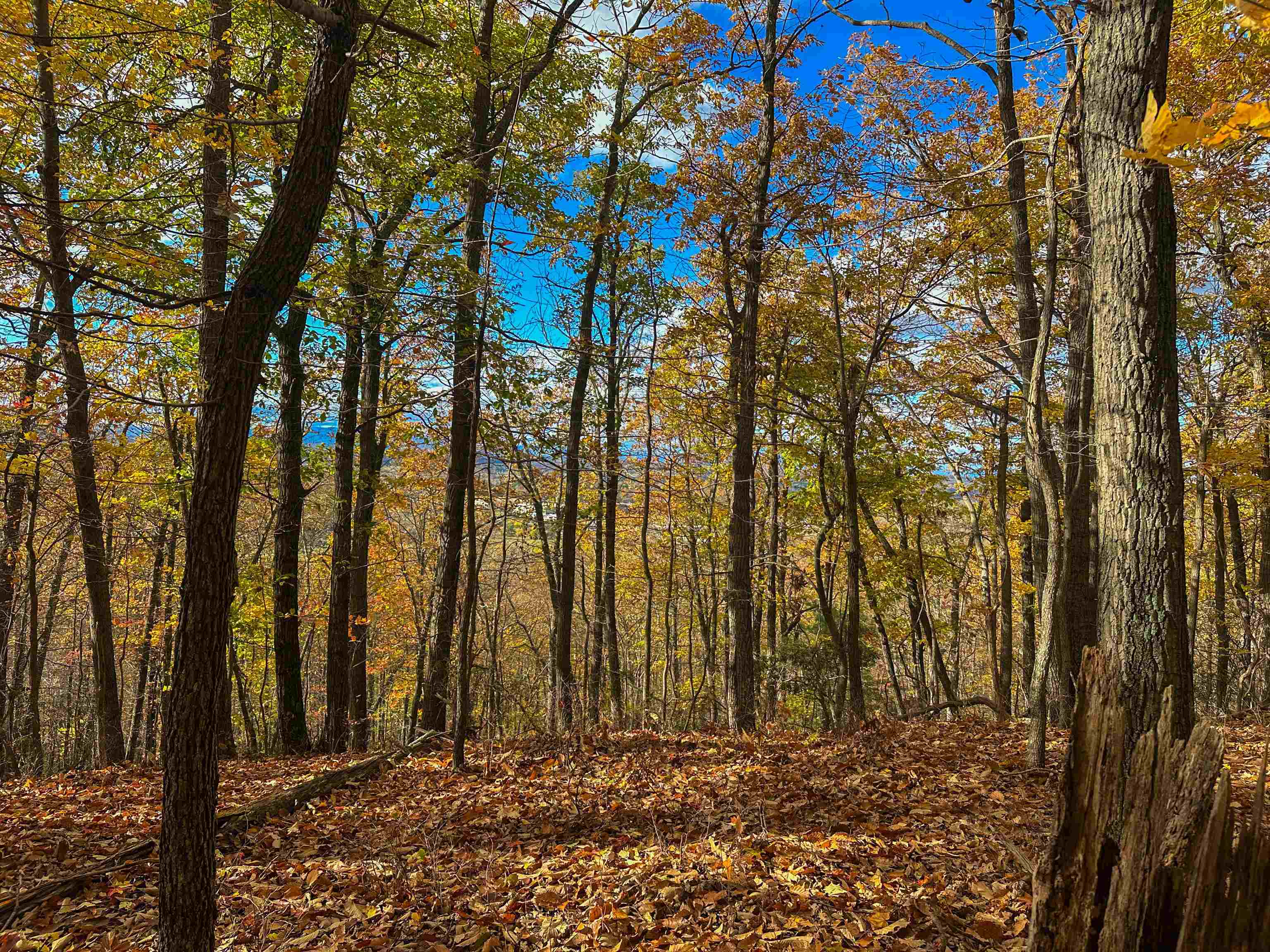 Tbd Inch Run Lane Lyndhurst, VA 22952 - Photo 40 of 57 a view of a backyard