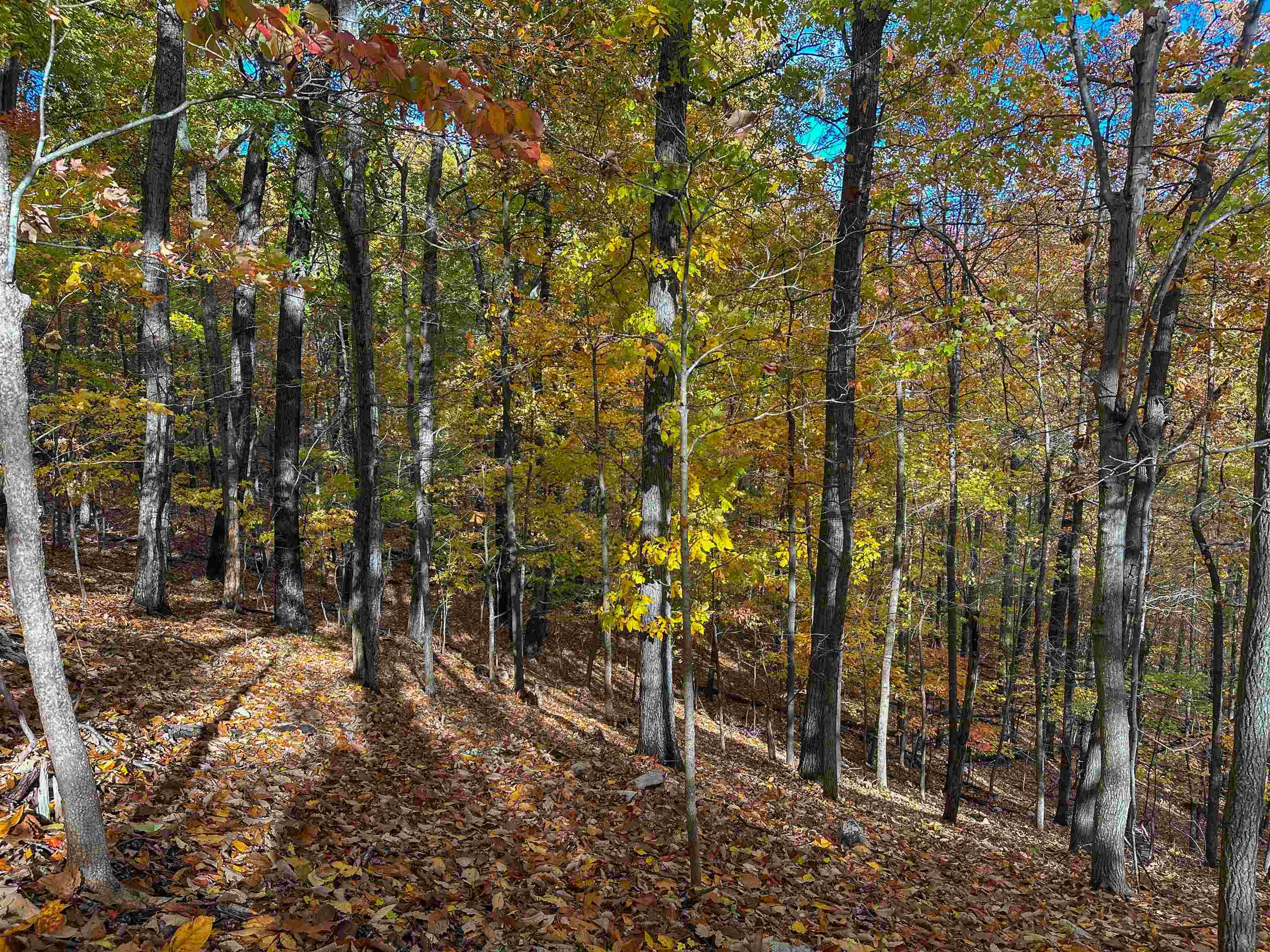 Tbd Inch Run Lane Lyndhurst, VA 22952 - Photo 41 of 57 a view of an outdoor space with a tree